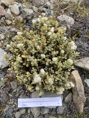 Veronica pinguifolia