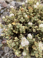 Veronica pinguifolia