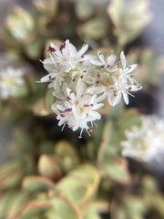 Veronica pinguifolia