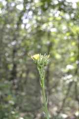 Lactuca quercina