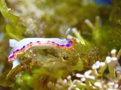 Goniobranchus setoensis