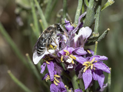 Andrena chalcogastra