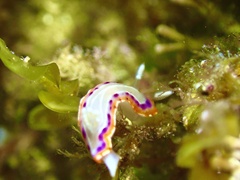 Goniobranchus setoensis