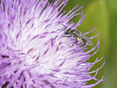 Lasioglossum viride