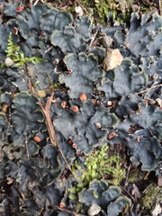 Peltigera horizontalis