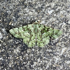 Aeolochroma hypochromaria