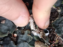 Peltigera horizontalis