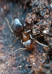 Lasius brunneus