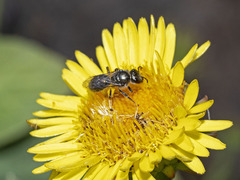 Lasioglossum viride