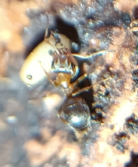 Lasius brunneus