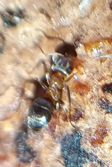 Lasius brunneus