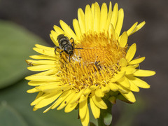Lasioglossum viride