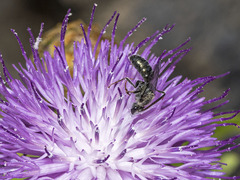 Lasioglossum viride