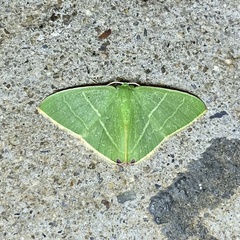 Urolitha bipunctifera