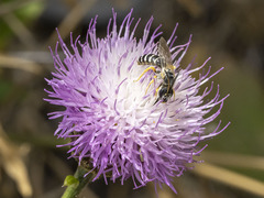 Halictus fulvipes