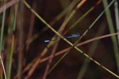 Austroagrion cyane
