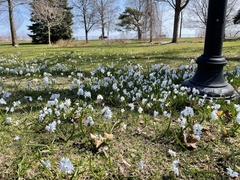 Puschkinia scilloides