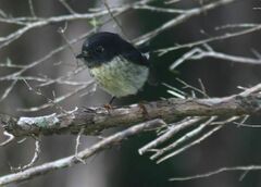 Petroica macrocephala