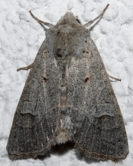 Ammoconia caecimacula