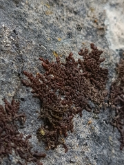 Frullania tamarisci