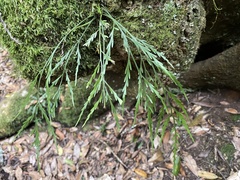 Asplenium flaccidum