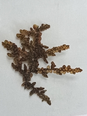 Frullania tamarisci