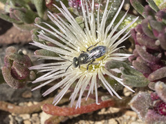 Lasioglossum viride