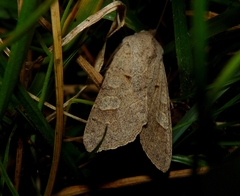 Ammoconia caecimacula