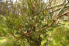 Hakea microcarpa