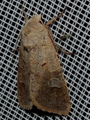 Ammoconia caecimacula