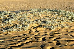 Arctotheca populifolia