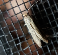 Prionopterina grammatistis