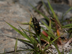 Nascioides enysi