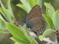 Satyrium ilicis