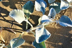 Arctotheca populifolia