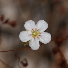 Drosera minutiflora