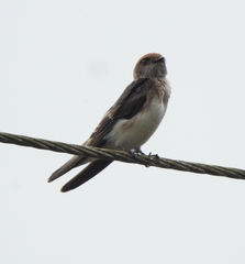 Petrochelidon fluvicola
