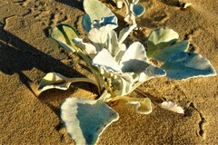 Arctotheca populifolia