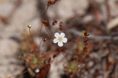 Drosera minutiflora