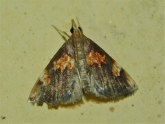 Thesaurica ocellata