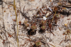 Drosera minutiflora