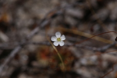 Drosera minutiflora