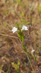 Striga densiflora