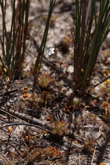 Drosera minutiflora