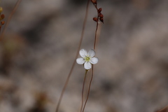 Drosera minutiflora