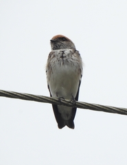 Petrochelidon fluvicola