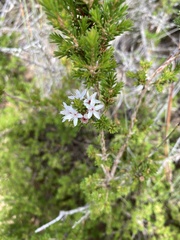 Calytrix tetragona