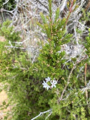 Calytrix tetragona