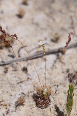 Drosera minutiflora