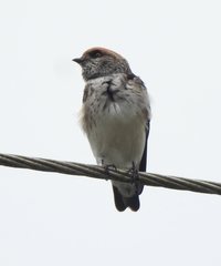 Petrochelidon fluvicola